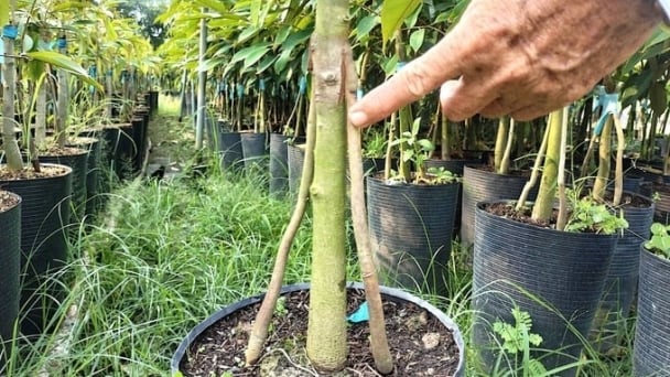 Adding 'legs' for the durian tree